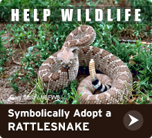 Help Wildlife. Symbolically adopt a Rattlesnake today!
